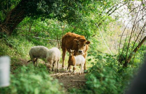 Domus Agricolae Corallina - Foto 44