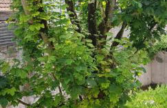 Studio de 12m² agréable calme proche CHU - Foto 13