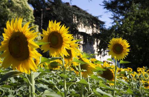 Agriturismo La Topaia - Foto 26