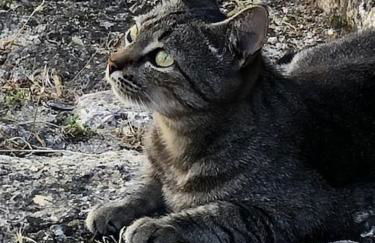 Stairway to Castle- Monsanto - Foto 17