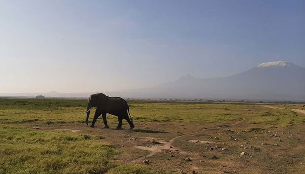Veremos de cerca diferentes elefantes africanos