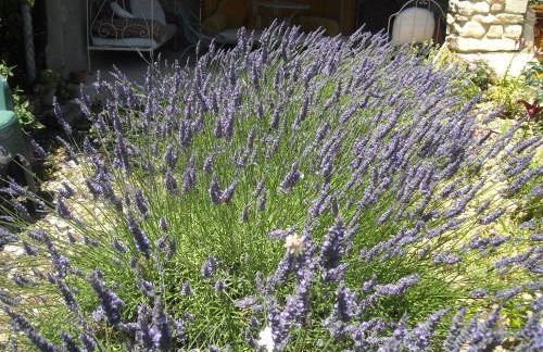 Les Gites du Mont Ventoux - Foto 62