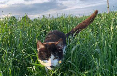 Rancho „Czajone na pigwowcu” - Foto 23