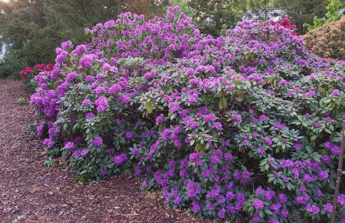 Ferienhaus Leon mit Sauna - Foto 26