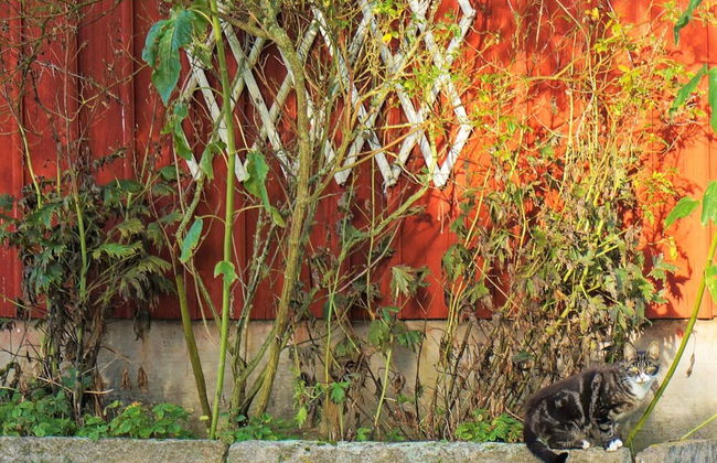 6 Person Holiday Home in Floby - Foto 28