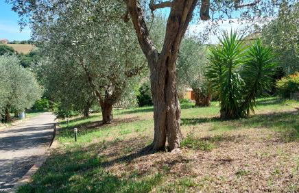 Fattoria Adriatica - Foto 15