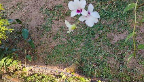 Olinda sítio Histórico Alto da Sé - Foto 2, Garden, Garden view