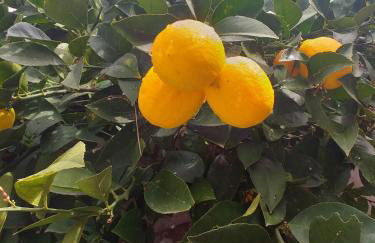 Apartments Mila - Foto 12