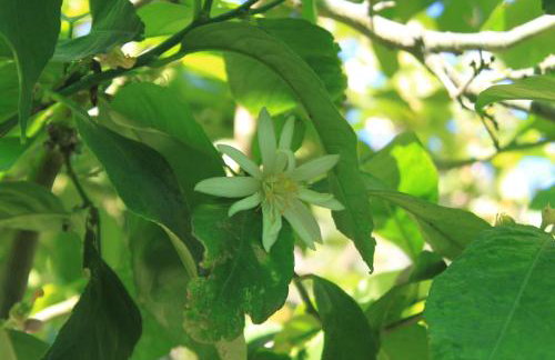 Apartments by the sea Cove Mala Pogorila, Hvar - 8952 - Foto 14