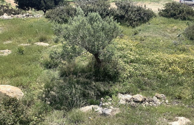 Kalliope Studios - Foto 24