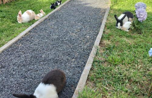 Alojamento Raminho dos Açores - Photo 36