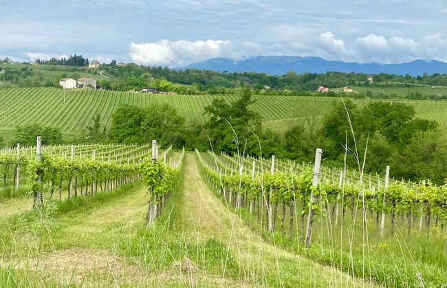 Premium Private Prosecco Hills Tour - 2 Cantine. Tour privato. - Foto 37