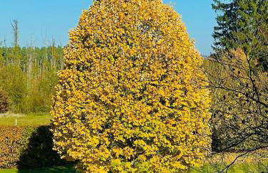 Herrenhaus Carolinenhof - Foto 6