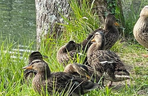 Gîte champenois les voisins - Foto 13