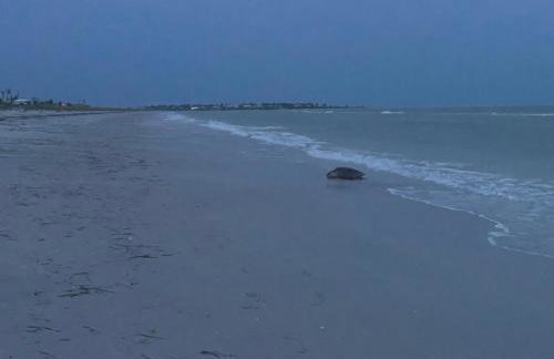 Remote Island Retreat with Private Ferry, Pool, Beach - Foto 10