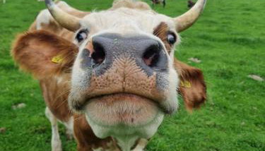 Das alte Herrenhaus auf dem Bio-Bauernhof - Foto 3