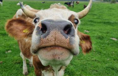 Das alte Herrenhaus auf dem Bio-Bauernhof - Foto 3