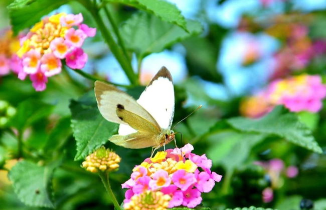 The Olive House - Photo 30