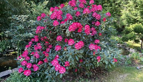 Waldtraum Wandlitzsee - Foto 5, Garden view