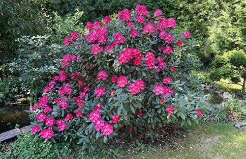 Waldtraum Wandlitzsee - Foto 5