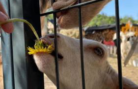 Agroturystyka,, Ranczo Kruszynki" - Foto 8