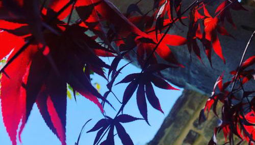 L'Ulivo nel Borgo B&B - Foto 4, Garden view