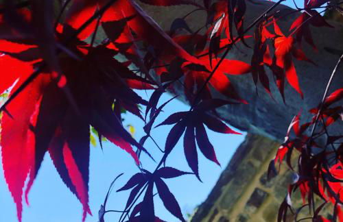 L'Ulivo nel Borgo B&B - Foto 4