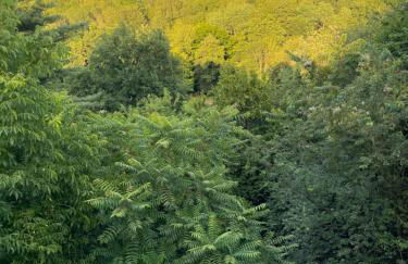 Green House - Foto 13