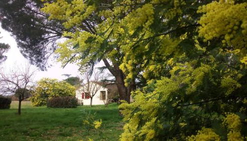 Les Mimosas - Foto 2