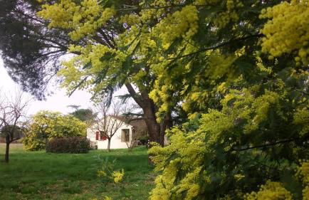 Les Mimosas - Foto 2