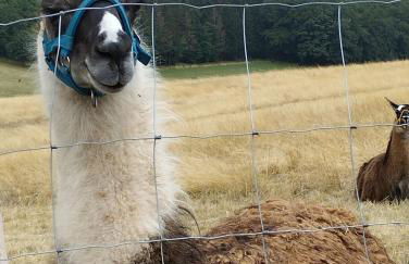 Ferienhaus Schilz - Foto 34