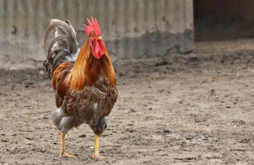 504 Stallgeflüster - Foto 42