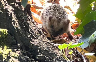 Paradiso Worpswede - Foto 72