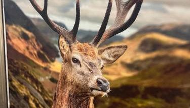 Cozy bungalow - Foto 3