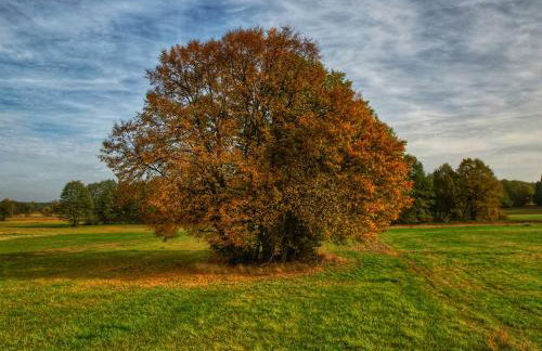 SZUMI ROSA - Foto 74