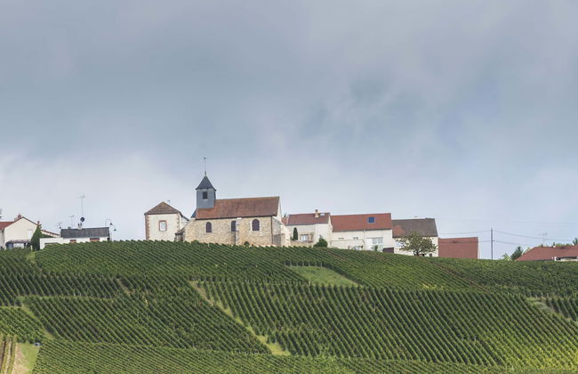 Mutigny Vineyards Tour - Photo 1