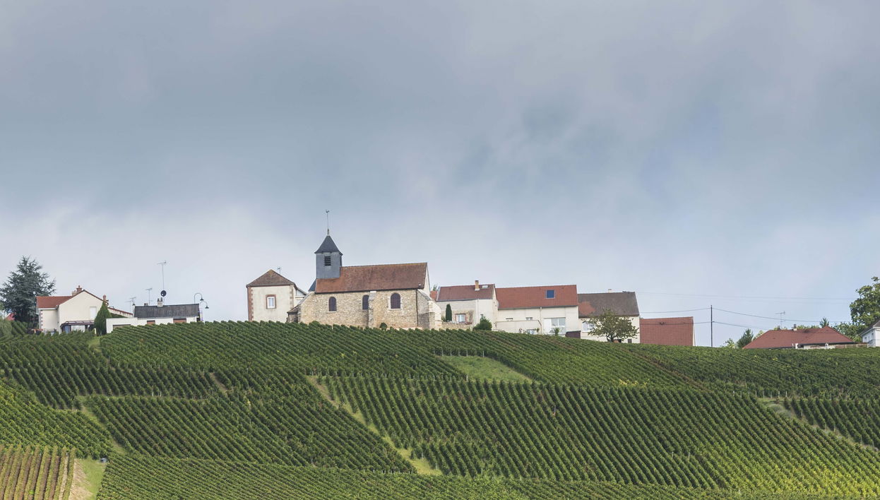 Mutigny Vineyards Tour