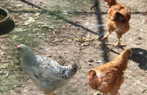 Bio Quinta do Pantano, Agro Turismo - Foto 32