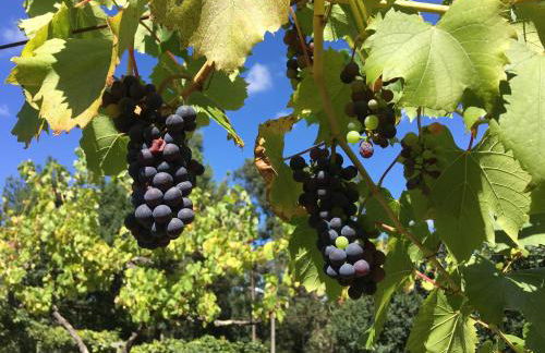 Quinta da Quinta - Foto 9