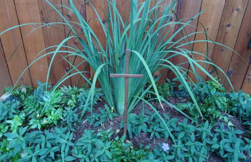 La Villa By The Riverwalk - Photo 41