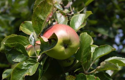 Hillgarth Holiday House - Foto 6