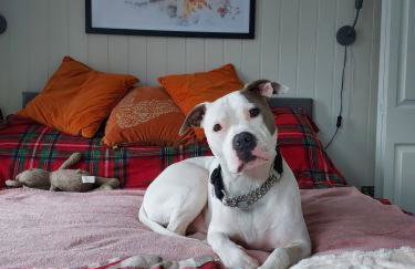 The Den - Modern cabin with wood burning stove - Foto 6