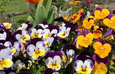 La Locanda Del Tevere - Foto 44