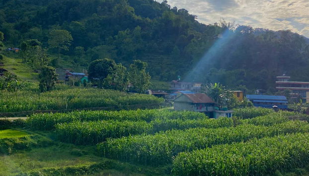 Los arrozales en los alrededores del Lago Phewa