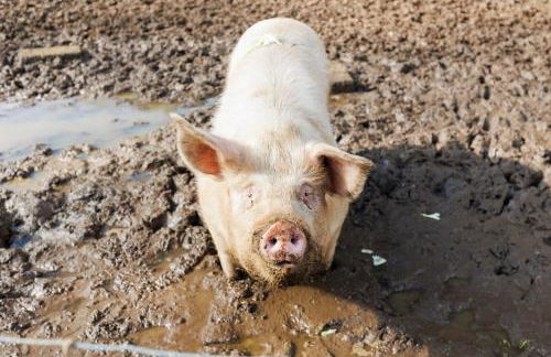 The Old Abbey Farmhouse - Stay at Quarr Abbey Monastery - Pet-Friendly Farmhouse with History & Countryside Views, surrounded by woodland & nature - Photo 44