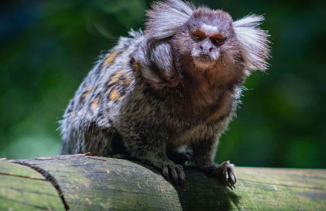 Jaragua Park Private Hiking Experience - Photo 2