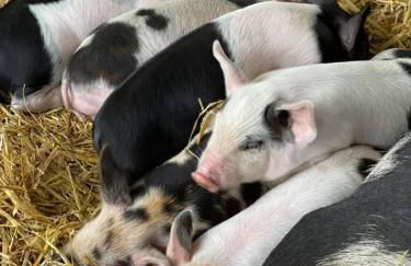 Farm woodland riverview cabin bbq firepit pet friendly - Foto 46