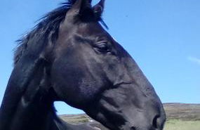 Scorrabrae Orphir Mainland Orkney South Shore Retreat - Photo 73