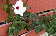 Country Nest - Foto 23