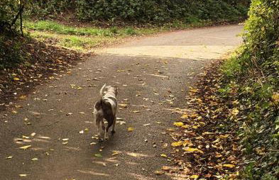Charming 2 bedroom cottage in Brecon - families and pets welcome! - Foto 17